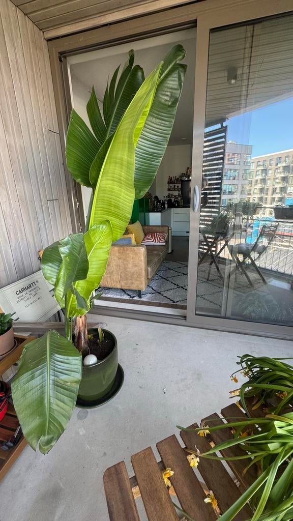 Grote Strelitzia plant (zonder pot), Volle zon, Vaste plant, Zomer, Ophalen