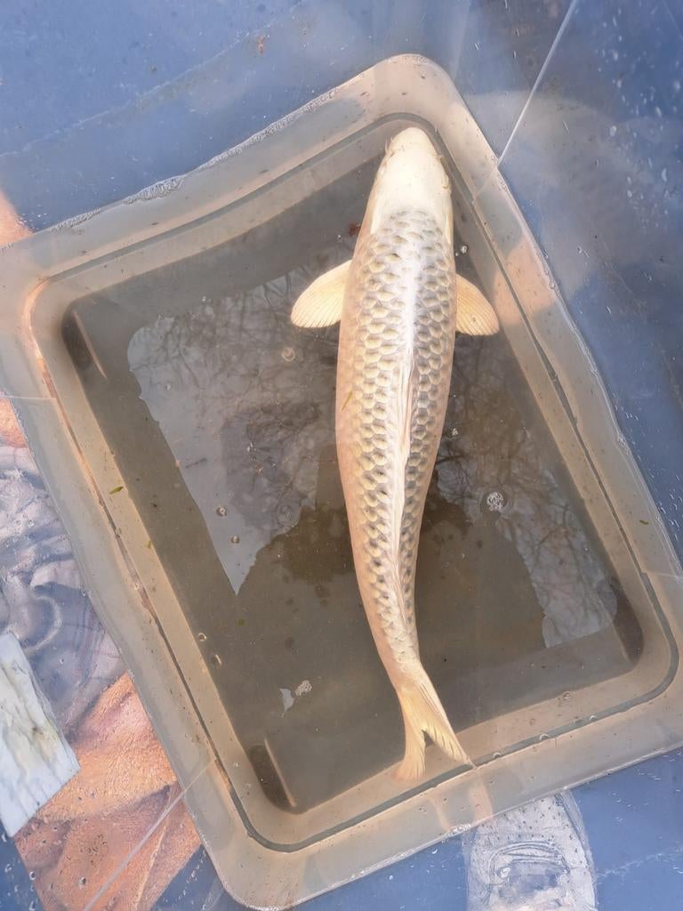 Japanse koi platinum ogon 60 a 65 cm koi karper, Dieren en Toebehoren, Vissen | Vijvervissen, Karper of Koi