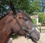 Kaptoom / multibridle maat X-full - in nieuwstaat, Ophalen of Verzenden, Nieuw, Dressuur