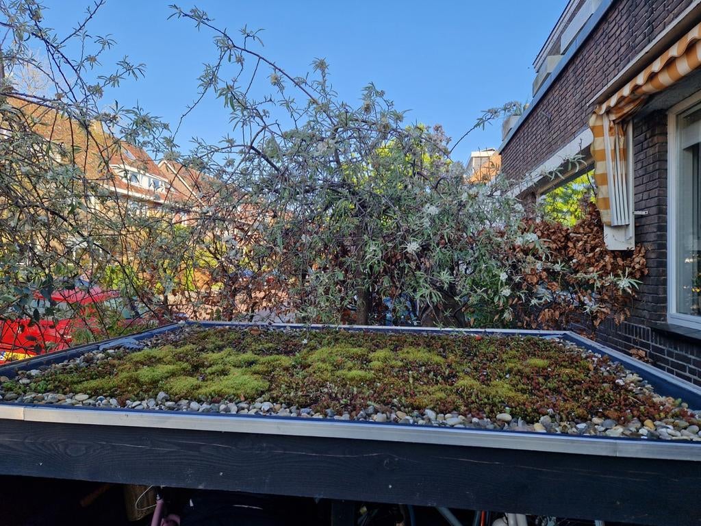 Sedumdak 250x187cm, Ophalen, Zo goed als nieuw, Hout, Overige typen