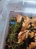 Dendrobates auratus blue, Amfibie, 0 tot 2 jaar