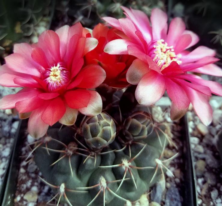 cactus - Gymnocalycium baldianum, Huis en Inrichting, Kamerplanten, Verzenden, Cactus, Volle zon, Minder dan 100 cm