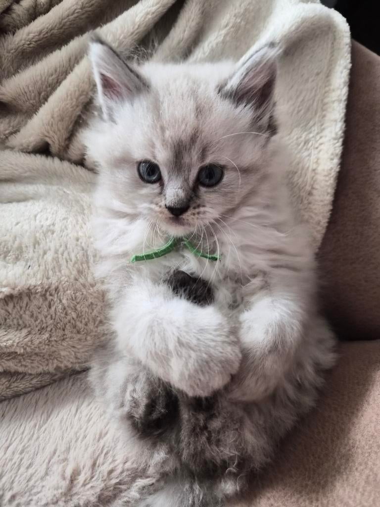 Ragdoll kitten (katertje), Dieren en Toebehoren, Katten en Kittens | Raskatten | Langhaar, Kater, Gechipt, 0 tot 2 jaar