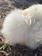 Koppel USA zijdehoenders, Dieren en Toebehoren, Pluimvee, Meerdere dieren, Kip