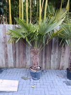 Trachycarpus fortunei winterharde palmboom

Stamhoogte: 70cm, Tuin en Terras, Ophalen, Overige soorten, Volle zon