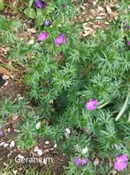 Geranium, Ophalen, Bodembedekkers, Volle zon, Vaste plant