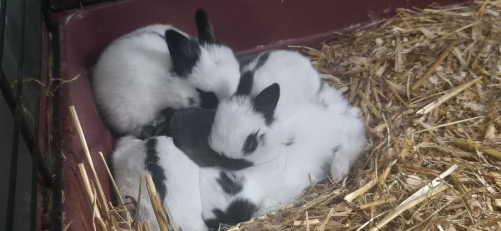 Baby konijntjes, Dieren en Toebehoren, Konijnen, Geslacht onbekend, Dwerg