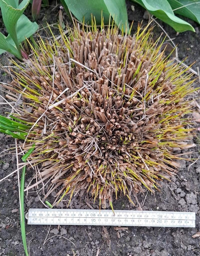Vier grote Pennisetum Alopecuroides, Tuin en Terras, Planten | Tuinplanten, Ophalen, Volle zon, Vaste plant, Siergrassen
