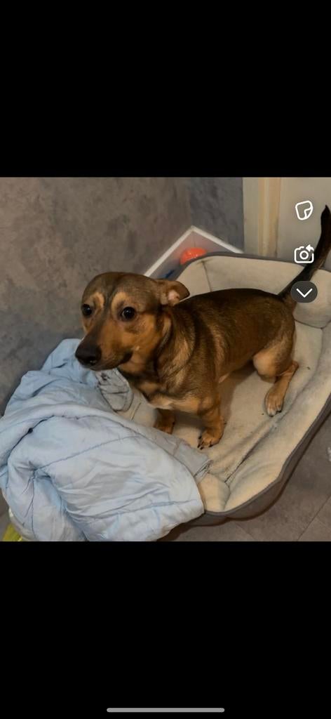 Tekel/herdershond, Particulier, Rabiës (hondsdolheid), 1 tot 2 jaar, Buitenland