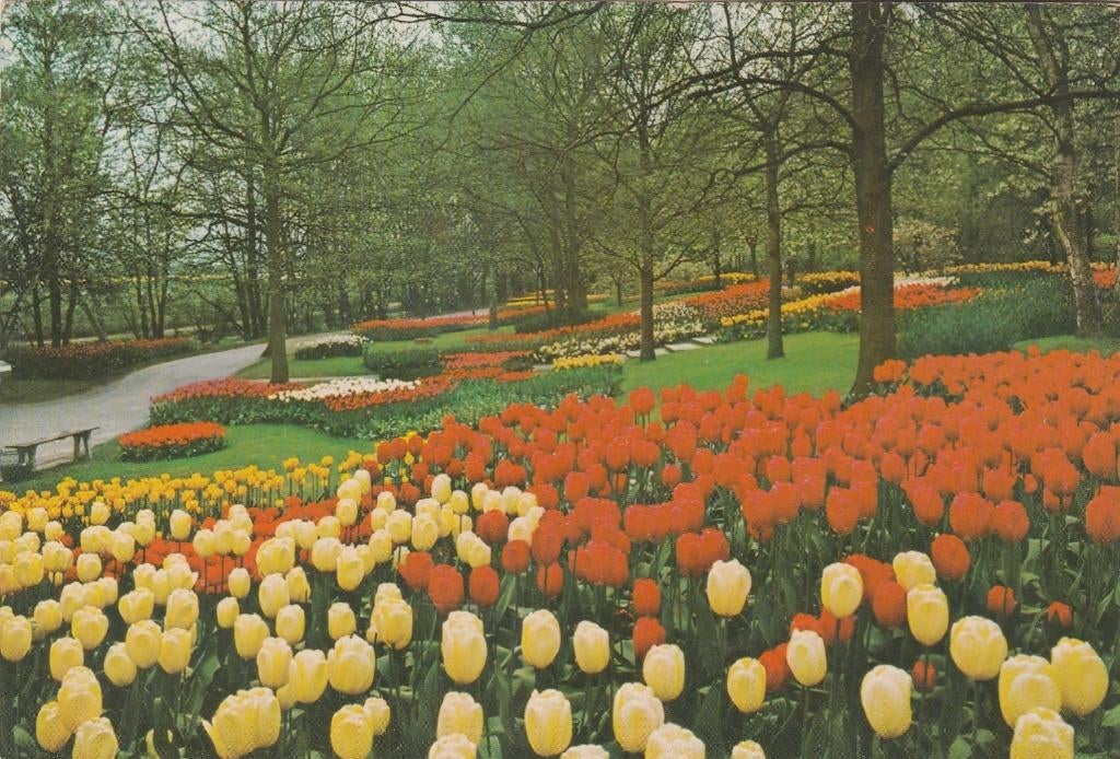 LISSE Keukenhof, Verzenden, 1960 tot 1980, Ongelopen, Zuid-Holland