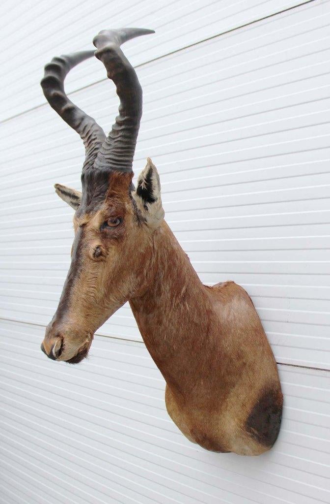 Opgezette kop RED HARTEBEEST antilope (gewei), Verzamelen, Ophalen, Zo goed als nieuw, Wild dier, Opgezet dier