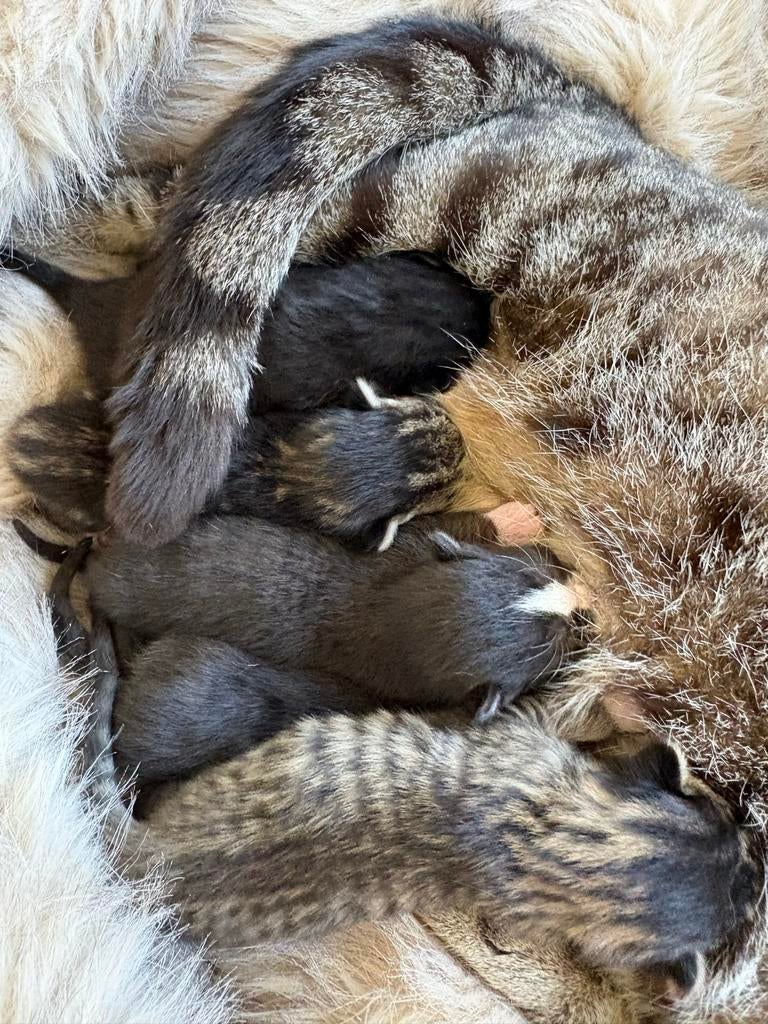 3 Lieve kittens te koop, Geslacht onbekend, Kortharig, 0 tot 2 jaar