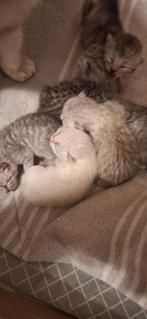 Britse korthaar Kitten, Meerdere dieren, Ontwormd, 0 tot 2 jaar