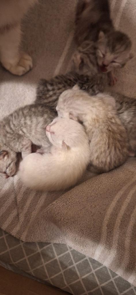 Britse korthaar Kitten, Dieren en Toebehoren, Katten en Kittens | Raskatten | Korthaar, Meerdere dieren, 0 tot 2 jaar, Ontwormd