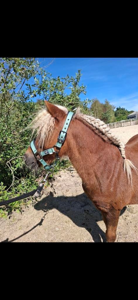Lieve shetlander merrie, Merrie, Met stamboom, Niet van toepassing, A pony (tot 1.17m)