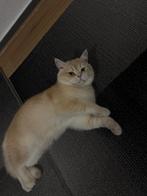 Kat, Dieren en Toebehoren, Kater, Ontwormd, 0 tot 2 jaar