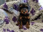 Kleine medium Black and Tan labradoodle F4b pups, Dieren en Toebehoren, Overige rassen, 8 tot 15 weken, Meerdere dieren, Eén hond