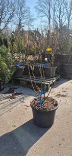 Magnolia soul 'Superba', Ophalen, Overige soorten, Struik, 100 tot 250 cm