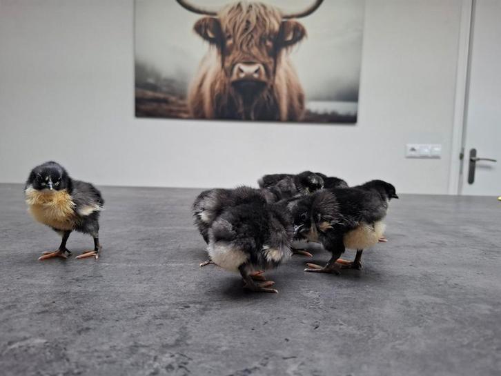 australorp kriel kuikens, Dieren en Toebehoren, Pluimvee, Kip, Geslacht onbekend