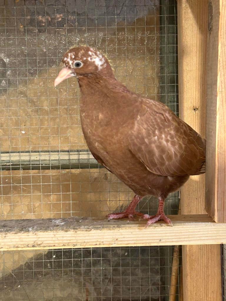 Hoogvlieger, Dieren en Toebehoren, Meerdere dieren, Overige soorten