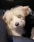 Prachtige Maltezer x Shih Tzu (Boomer) reutje 7maandjes oud, België, Maltezer, Particulier, 15 weken tot 1 jaar