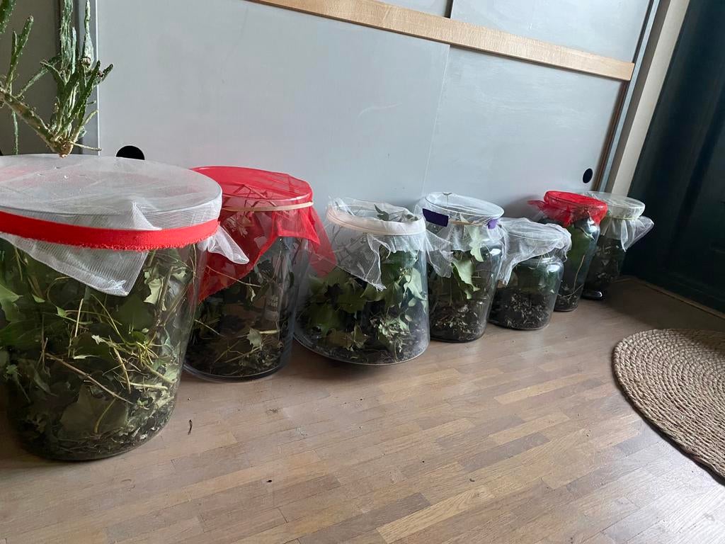 Gratis wandelende takken, Wandelende tak