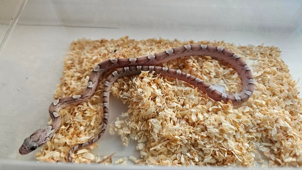 0.1 ghost high pied sided pantherophis guttatus Rat Snake - female for sale from Chris