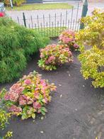 Tuinman, Tuin en Terras, Overige Tuin en Terras, Ophalen of Verzenden