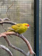 Kakariki parkieten, Dieren en Toebehoren, Vogels | Parkieten en Papegaaien, Meerdere dieren, Parkiet, Geringd