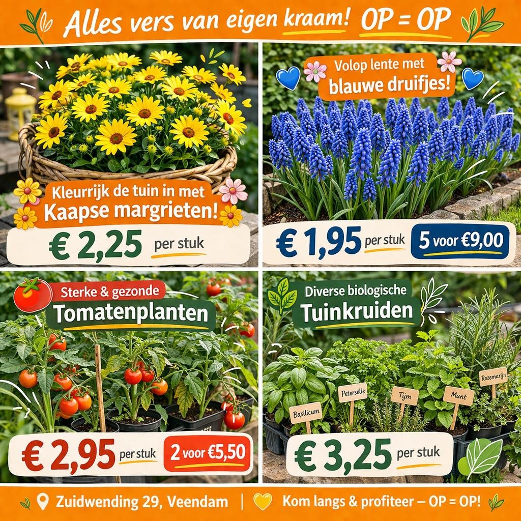 🌱 Groenteplanten, kruiden & bloemen – vers uit eigen kraam, Tuin en Terras, Ophalen, Overige soorten, Volle zon