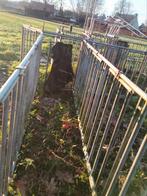 Behandelopstelling schapen, Schaap