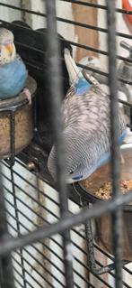 Melanistic spangle split blackface man, Mannelijk, Parkiet