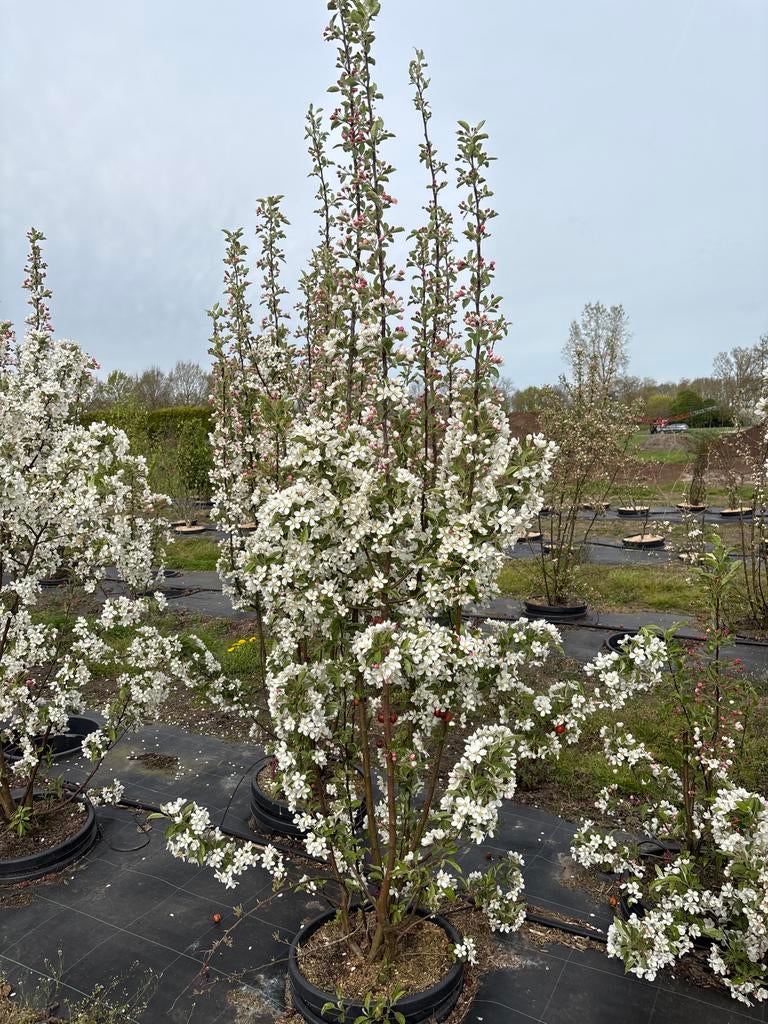 Sierappelboom Malus ‘Evereste’ – Direct uitzoeken, Ophalen of Verzenden, Lente, Minder dan 100 cm, Zuilboom