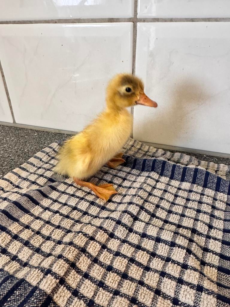 Pulletjes te koop, Meerdere dieren, Eend