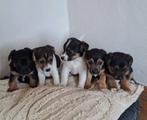 Jack Russel pups geboren 26-1, Jack Russell Terriër, 8 tot 15 weken, Meerdere, Meerdere dieren