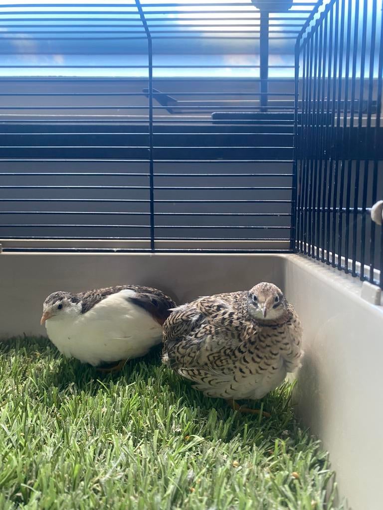 Koppeltjes Chinese dwergkwartels natuurbroed, Meerdere dieren