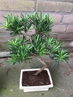 Bonsai Podocarpus, In pot, Minder dan 100 cm, Bonsai, Groene kamerplant