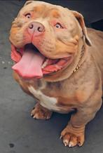 American Bully dekreu *Tri Merle ABKC, 15 weken tot 1 jaar, Reu, Parvo, Eén hond