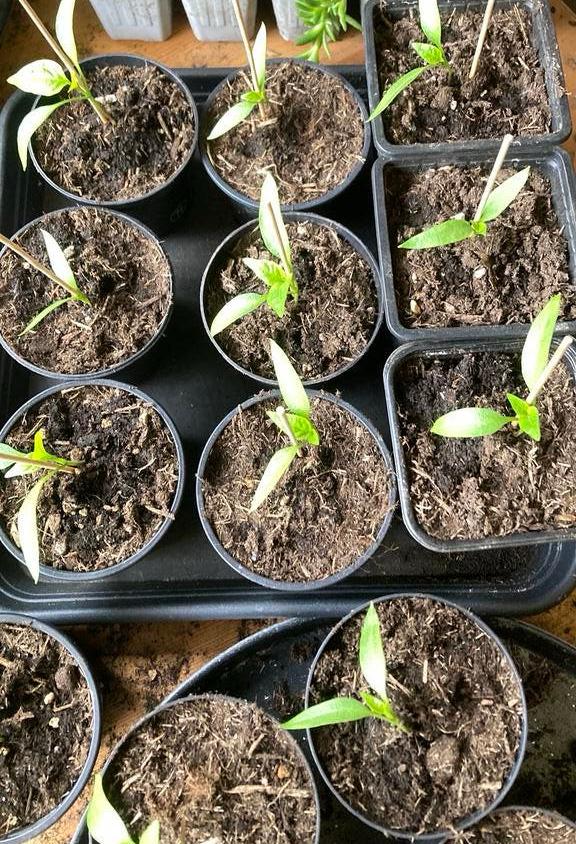 Paprika plantjes, Tuin en Terras, Planten | Tuinplanten, Ophalen, Eenjarig, Groenteplanten, Volle zon