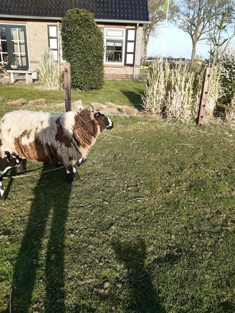 schapen met lammeren, Dieren en Toebehoren, Schapen, Geiten en Varkens, Vrouwelijk, Schaap