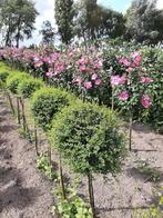 Bolliguster op stam , bonte liguster op stam, Ophalen, Liguster, Minder dan 100 cm