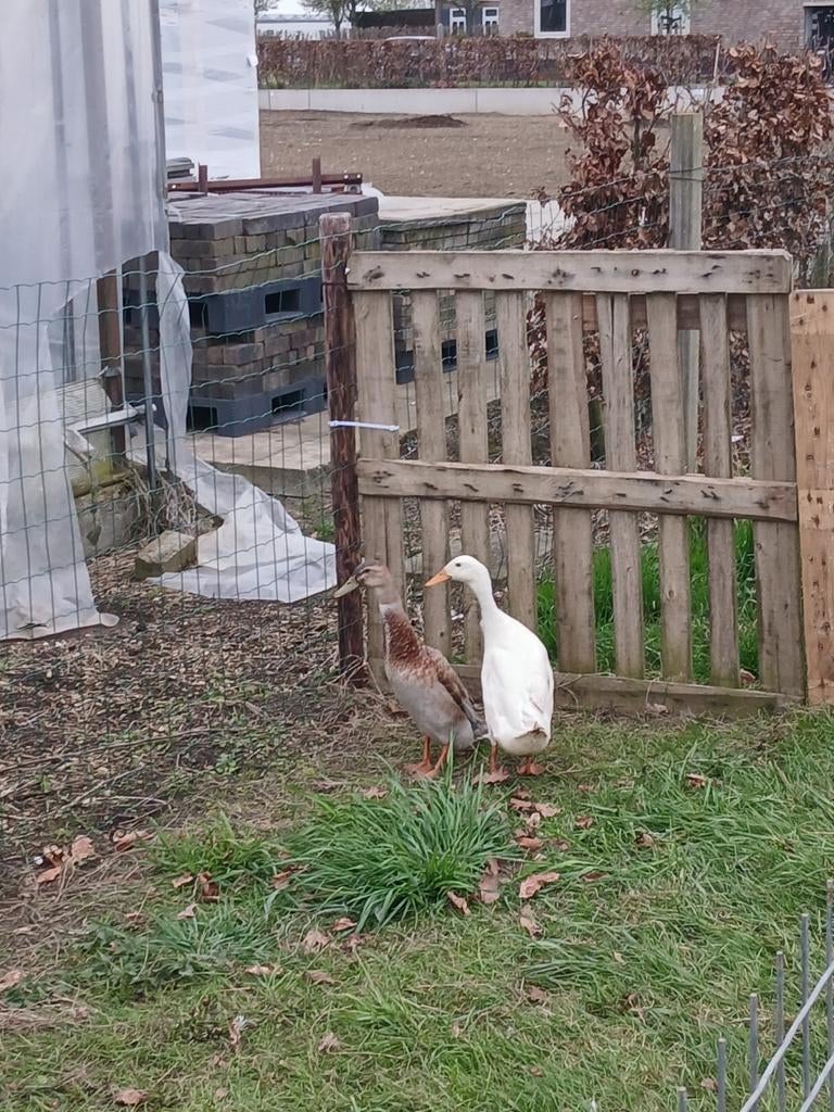 Indische loopeenden of fles eenden, Dieren en Toebehoren, Pluimvee, Mannelijk, Eend
