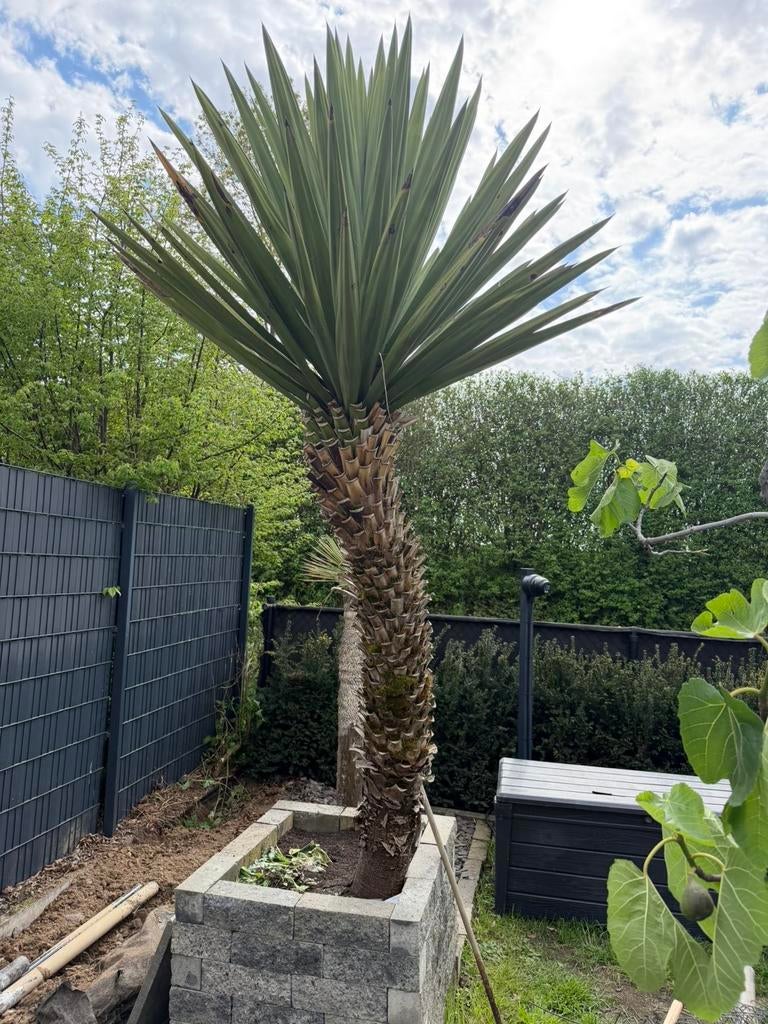 Yucca rostrata boom, Tuin en Terras, Planten | Bomen, Overige soorten, 100 tot 250 cm, Zomer, Ophalen