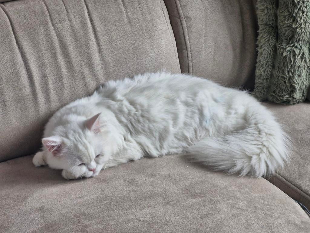 Lieve jonge persische poes.