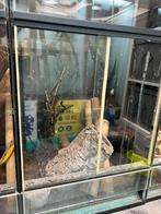 Terraria 4x terrarium 43x43x70, Ophalen, Gebruikt