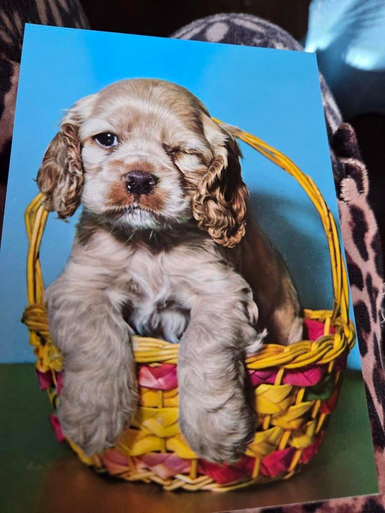 Schattige puppy in mandje - Cocker Spaniël, Ophalen of Verzenden