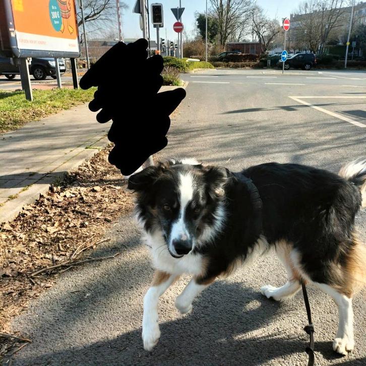 Hond, Dieren en Toebehoren, Honden | Niet-rashonden, Reu, Particulier, Eén hond, Nederland, 6 jaar of ouder, CDV (hondenziekte)