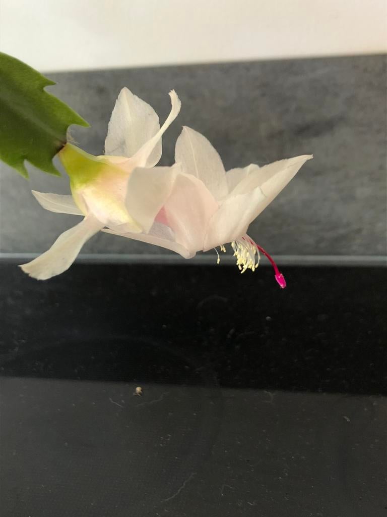 Kerstcactus , thanksgiving cactus, Huis en Inrichting, Kamerplanten, Ophalen of Verzenden, Cactus, Volle zon, Minder dan 100 cm