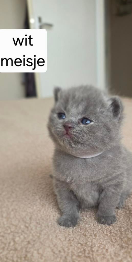 🐾Raszuivere Britse Korthaar Kittens 🐾, Meerdere dieren, Ontwormd