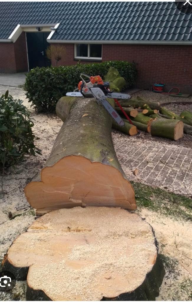 Gratis bomen/ haardhout gezocht, Tuin en Terras, Haardhout, Stammen, 6 m³ of meer, Ophalen of Verzenden